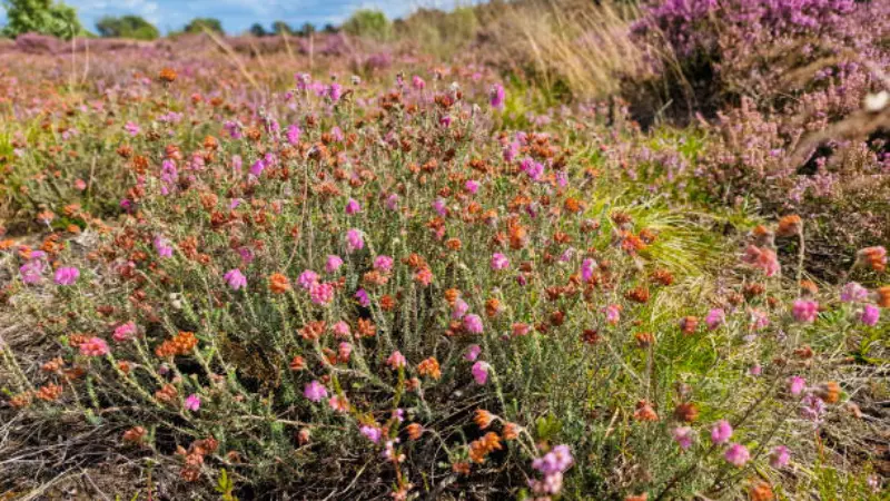Wide view of blooming Heath shrubs covered in pink and orange Heath flowers.