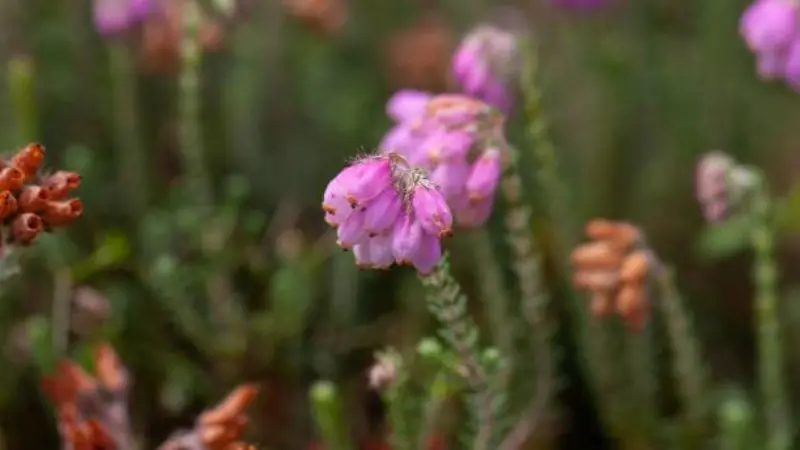 Pink Heath flower cluster with a small spider resting on the blooms.
