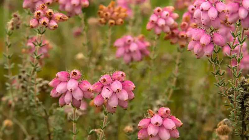 Dense clusters of pink bell-shaped Heath flowers on green stems.