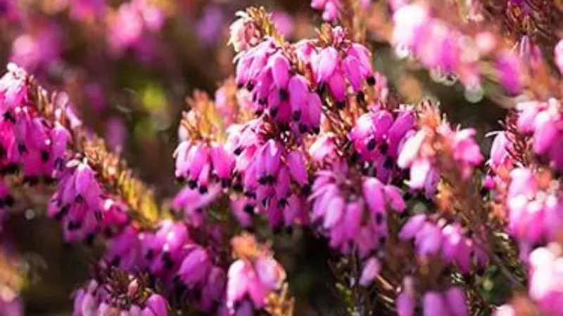 Bright purple-pink Heath flowers with dark anthers glowing in golden light.