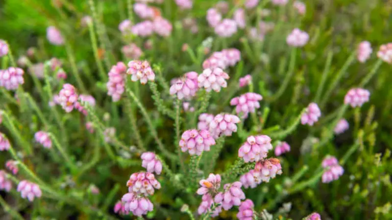 Field of pale pink Heath flowers blooming on green stems.