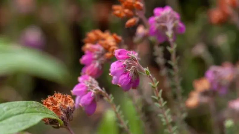 Bright pink Heath flowers with fuzzy stamens against a blurred green background.