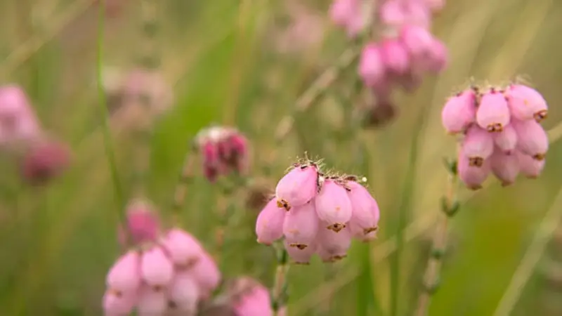 Clusters of pale pink bell-shaped Heath flowers on thin stems.