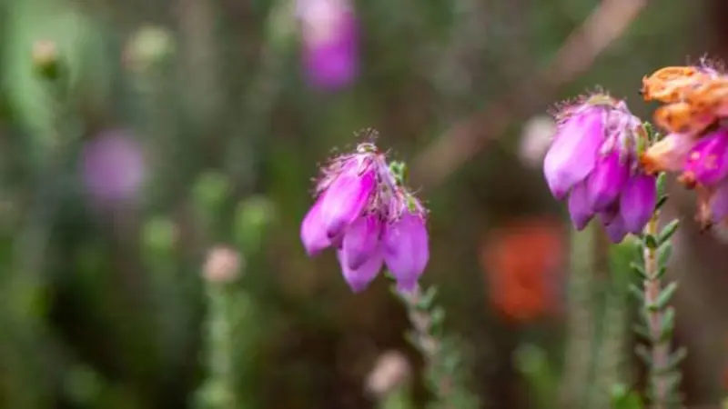 Purple bell-shaped Heath flowers with fuzzy centres on a green stem.