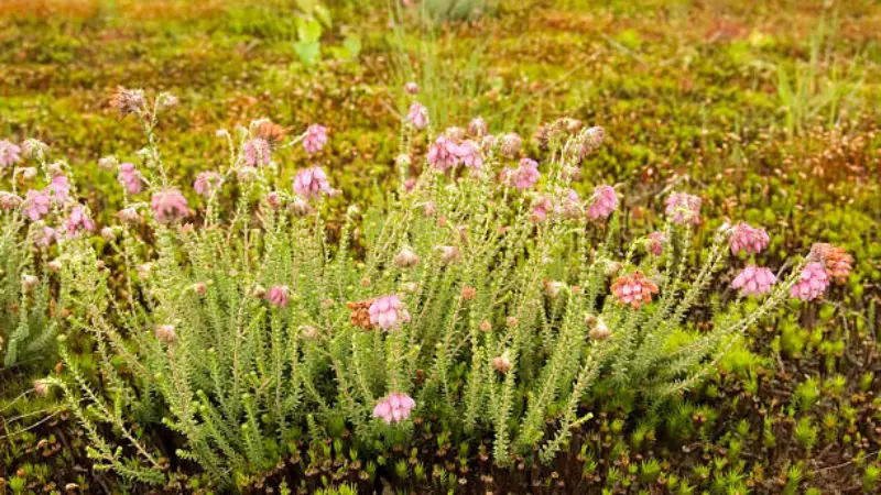 Low-growing Heath FLowers covered with pink Heath flower clusters.