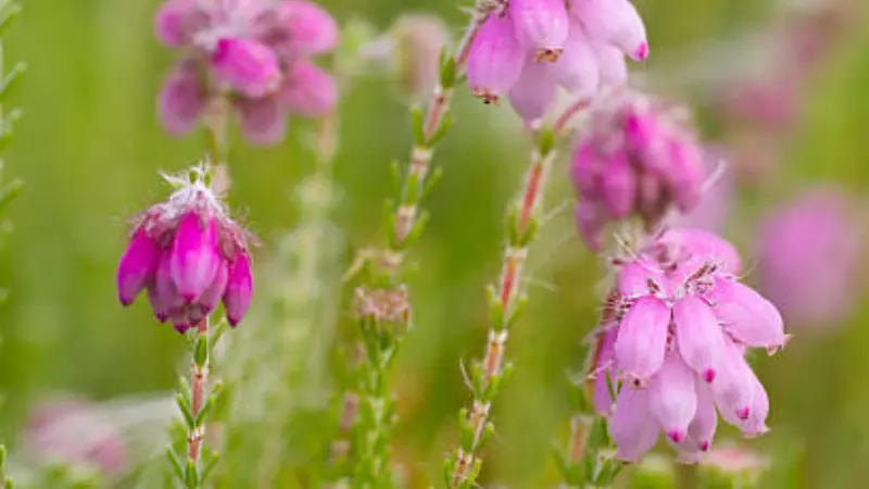 Bright pink bell-shaped Heath flowers blooming on slender stems.