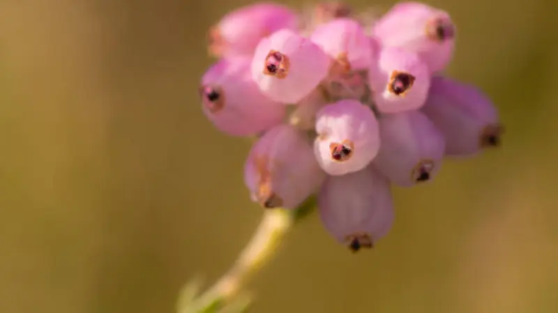 Close-up of pale pink Heath flowers with dark centres.