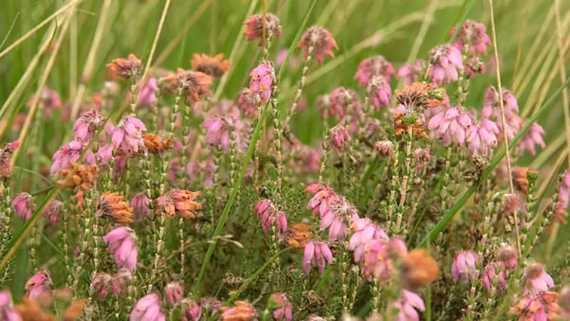 Pink and orange Heath flowers blooming densely in a grassy meadow.