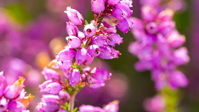 Vivid magenta Heath flowers blooming on a sunlit stem.