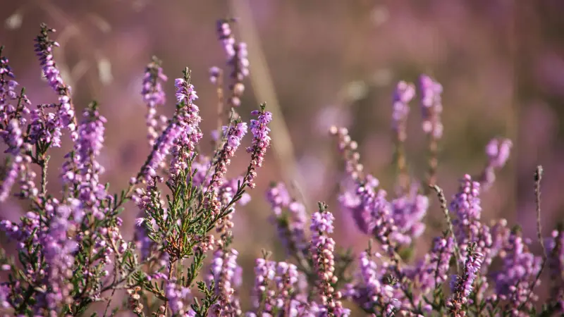 Pink Heather flowers with fine spider web strands.