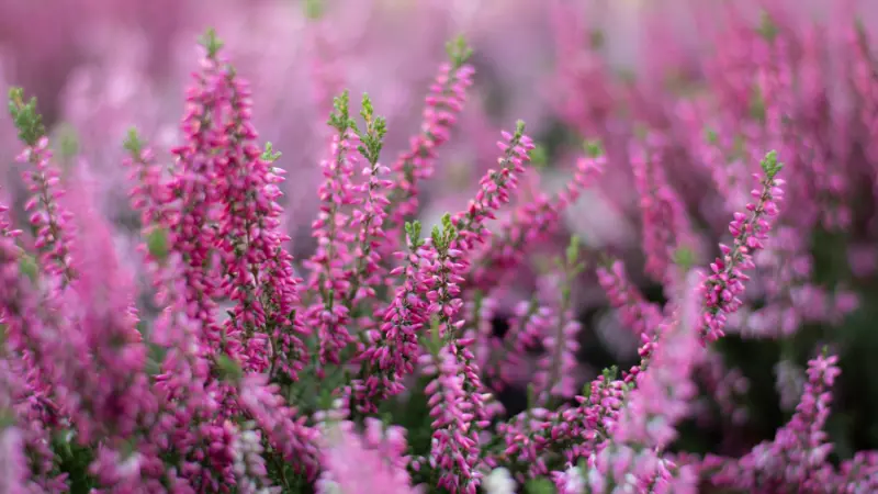 Bright pink Heather flowers blooming densely in a field.