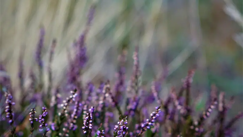 Purple Heather flower spikes against a warm blurred background.