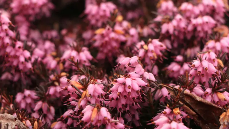 Dense pink Heather flowers with golden centres among dried leaves.