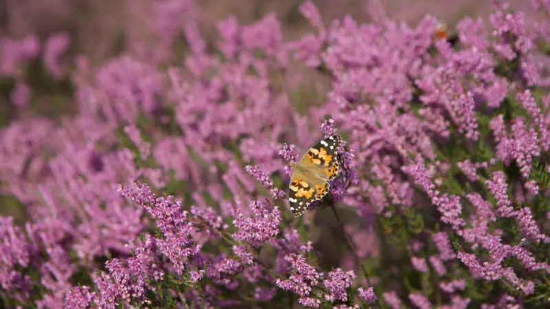 Orange and black butterfly resting on pink Heather flowers.