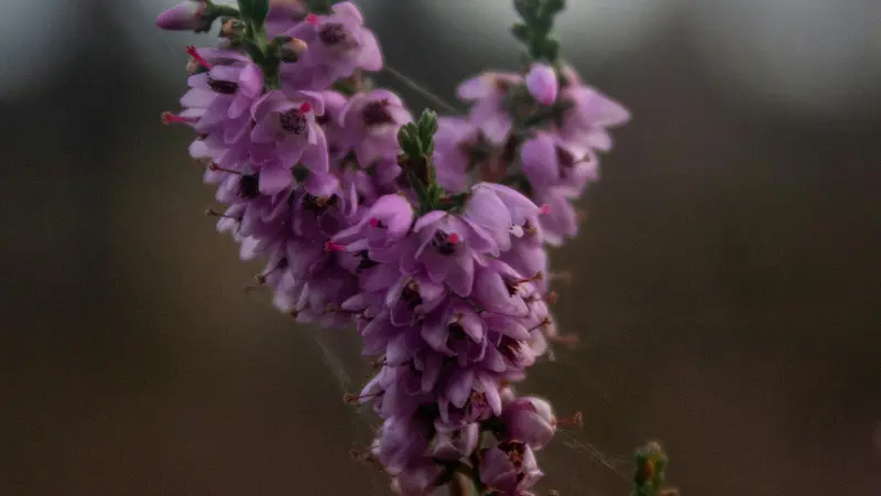 Pink Heather flower clusters with budding stems in soft light.