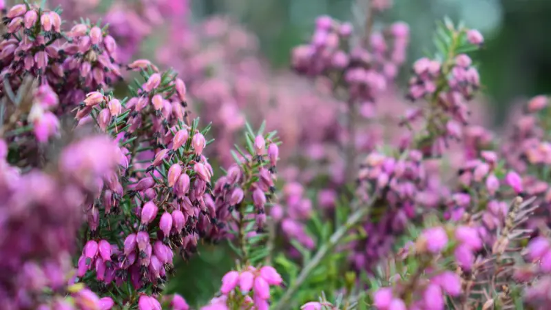 Purple-pink Heather flowers glowing in warm sunset light.