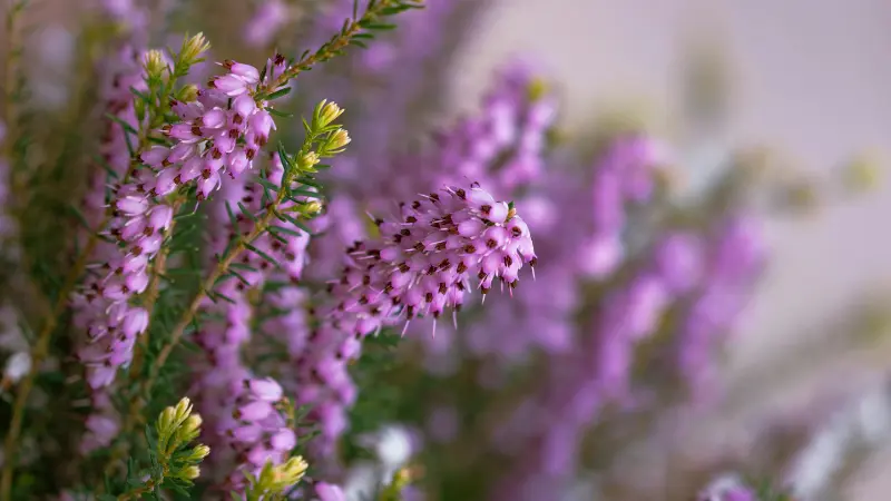 Pink Heather flowers beside fuzzy yellow buds on a green stem.