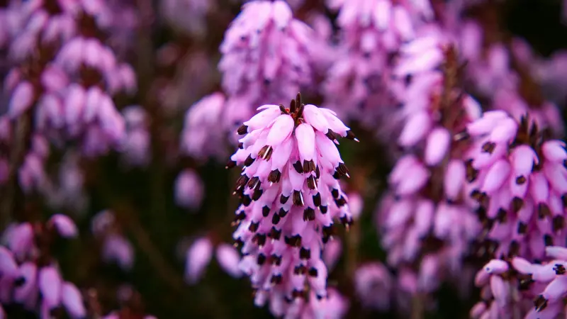Close-up of a single pink Heather flower spike with dark anthers.