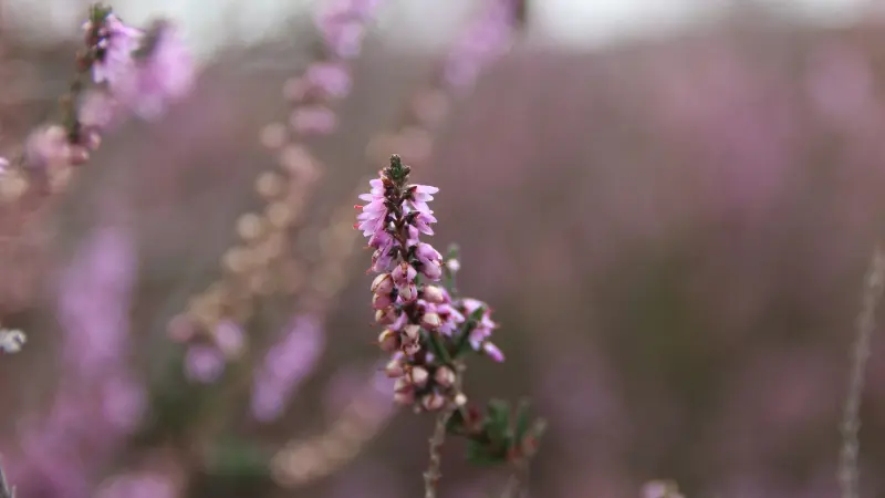 Single Heather flower stem with pink buds and blooms in a hazy field.