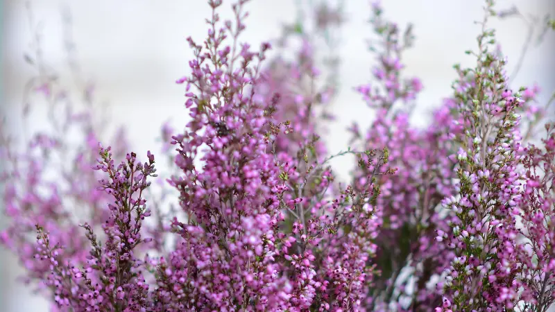 Bunches of pink Heather flowers in full bloom against a pale background.