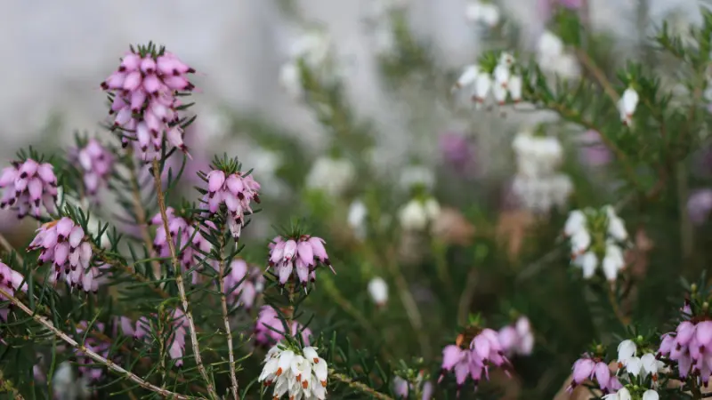 Pink and white Heather flowers blooming together on green stems.