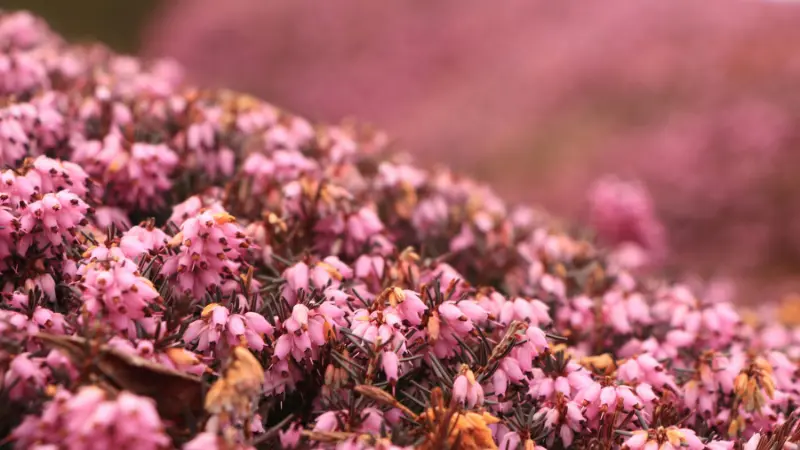 Dense mound of pink Heather flowers covering the ground.