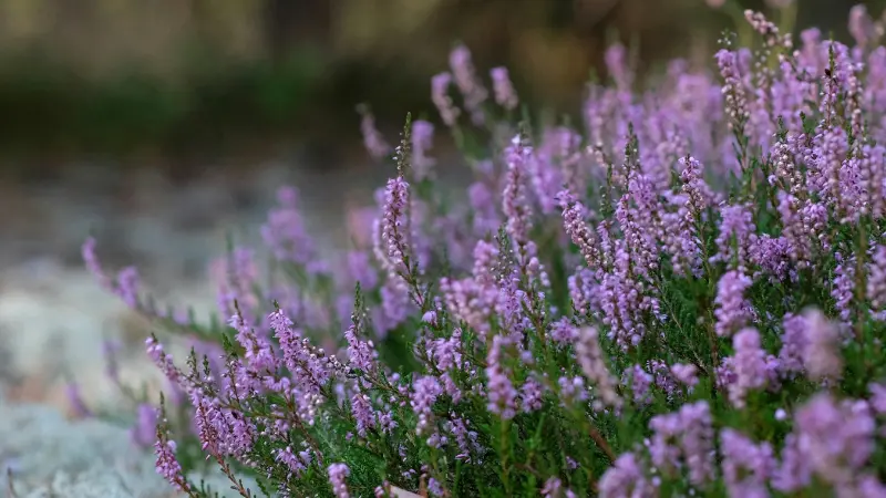 Light purple Heather flowers blooming in a garden setting.