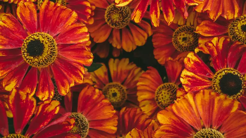 Cluster of red and orange Helenium flowers with dark centres.