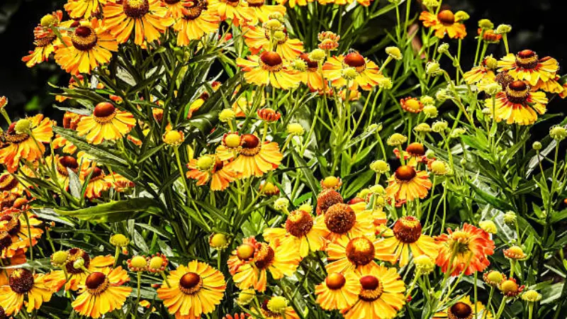 Bushy cluster of yellow and orange Helenium flowers in sunlight.