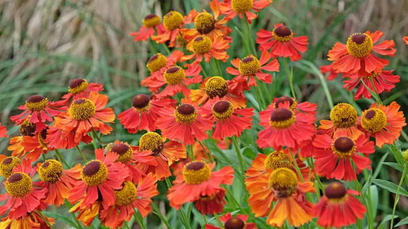 Orange Helenium flowers blooming among tall grasses.