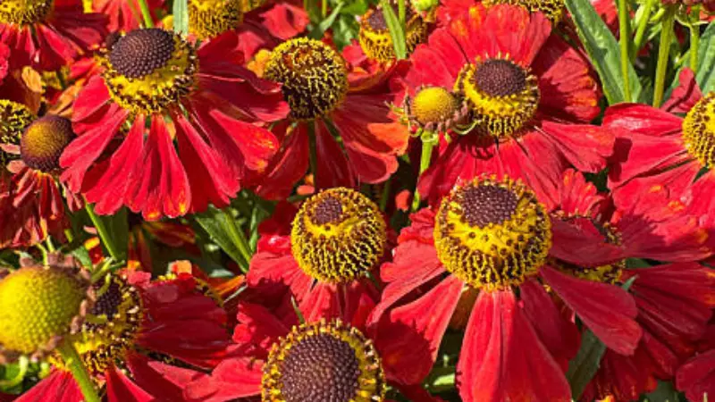 Deep red Helenium flowers with yellow domed centres.