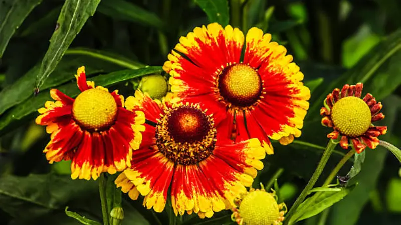 Red and yellow bicolour Helenium flowers with a bud.