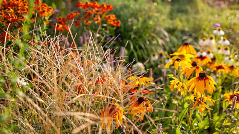 Garden scene featuring Helenium flowers among ornamental grasses.