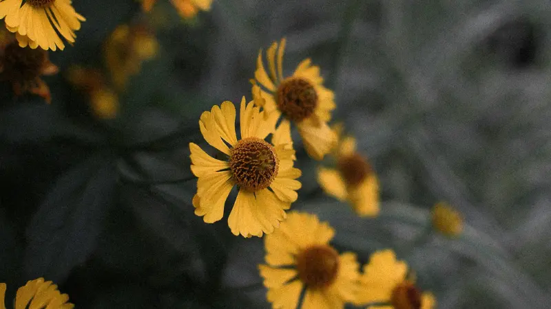 Yellow Helenium flower with a dark centre against a muted background.