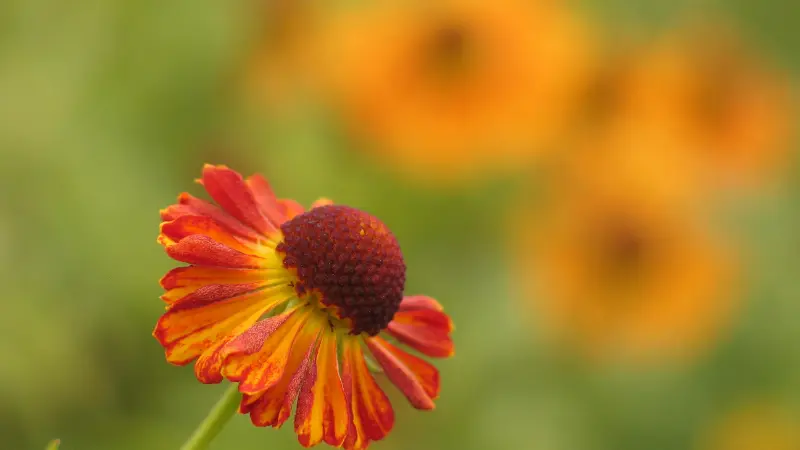 Single orange-red Helenium flower with a dark domed centre.