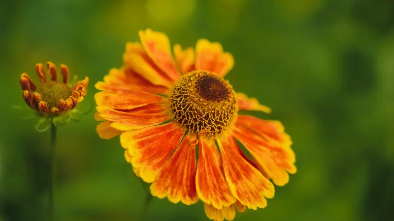 Orange Helenium flower beside an unopened bud on green stems.