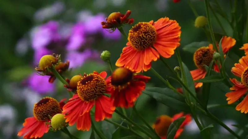 Orange Helenium flowers and buds with blurred purple flowers behind.
