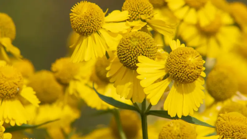 Bright yellow Helenium flowers with domed centres in sunlight.