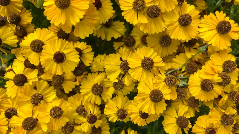 Dense cluster of yellow Helenium flowers with brown centres.