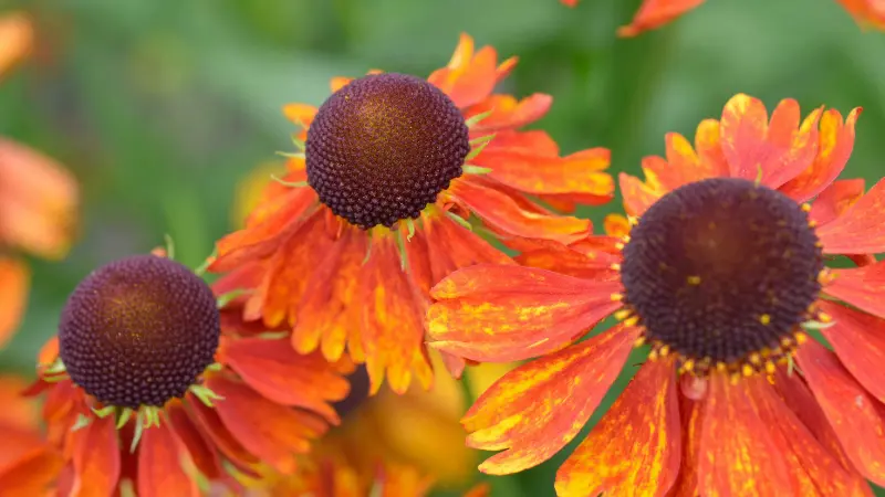 Close-up of orange Helenium flowers showing dark domed centres.