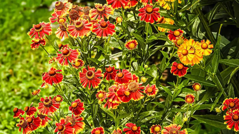 Red, orange, and yellow Helenium flowers blooming together in a garden.
