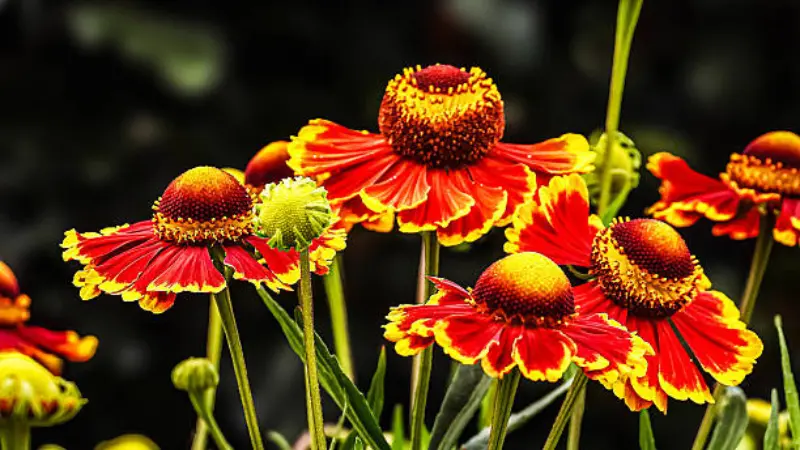 Red Helenium flowers with yellow-tipped petals against a dark background.