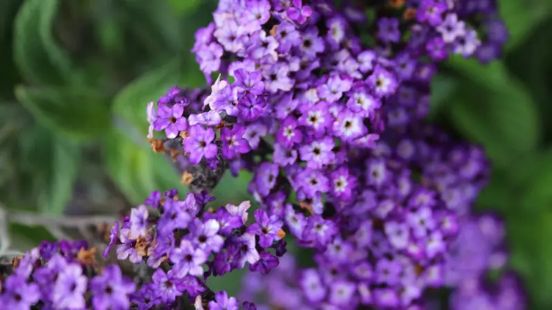 Dense clusters of small purple Heliotrope flowers on a branch.