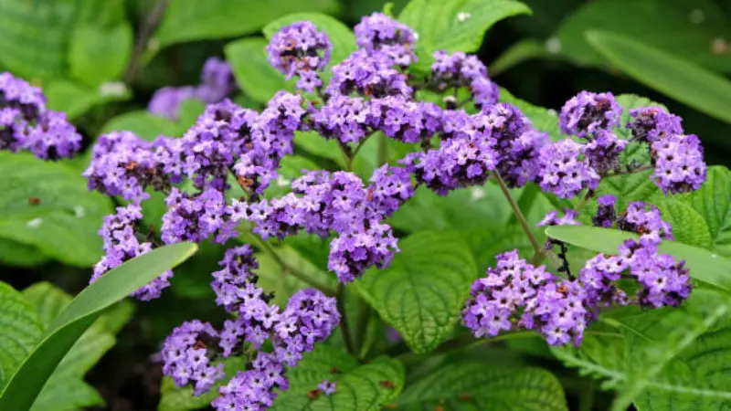 Purple Heliotrope flowers with raindrops among green leaves.