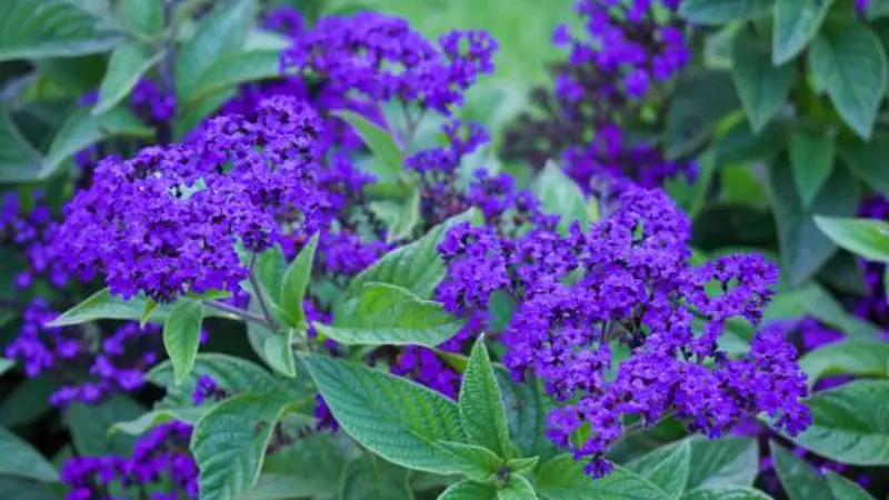 Bright purple Heliotrope flower clusters among green foliage.