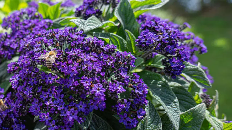 Purple Heliotrope flowers with a bee collecting pollen.