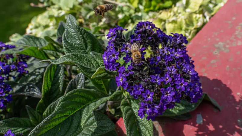 Purple Heliotrope flower cluster with bees flying nearby.