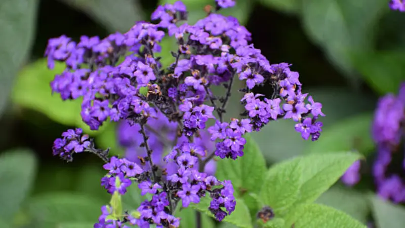Loose spray of purple Heliotrope flowers among green leaves.