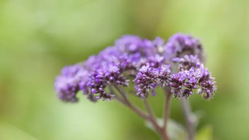 Single purple Heliotrope flower cluster against a green background.