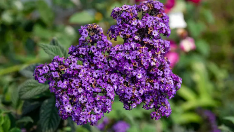 Rounded cluster of purple Heliotrope flowers in a garden.